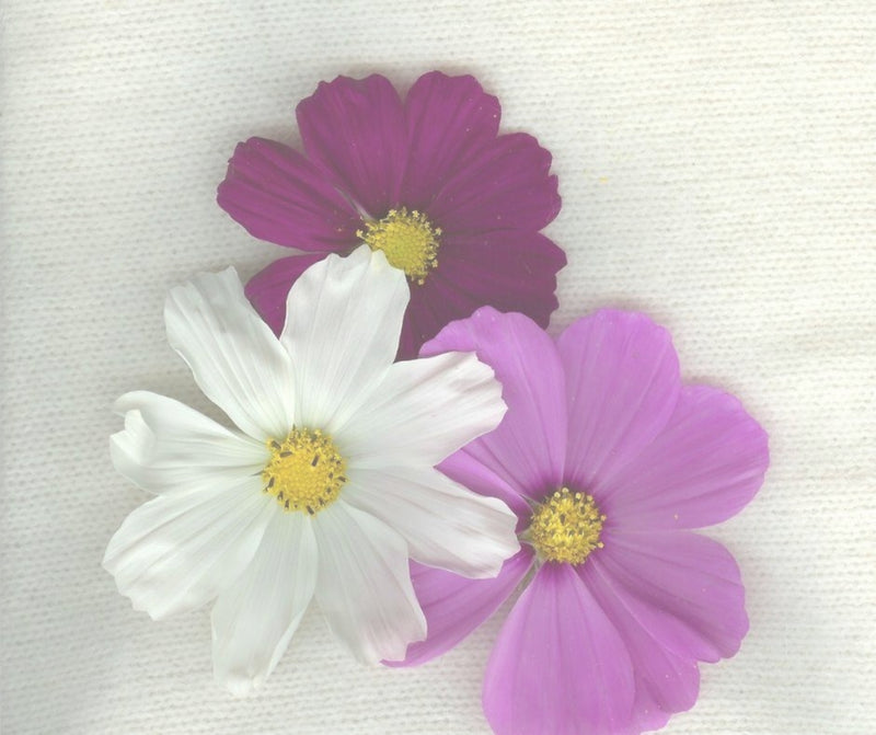 Cashmere Care